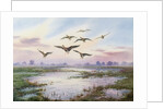 White-Fronted Geese Alighting by Carl Donner