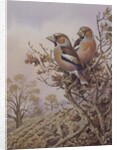 Pair of Chaffinches by Carl Donner