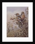 Pair of Chaffinches by Carl Donner