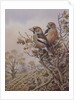 Pair of Chaffinches by Carl Donner
