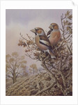 Pair of Chaffinches by Carl Donner