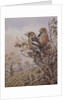 Pair of Chaffinches by Carl Donner
