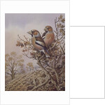 Pair of Chaffinches by Carl Donner