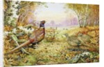 Pheasants in Woodland by Carl Donner