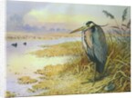 Grey Heron by Carl Donner