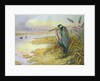 Grey Heron by Carl Donner