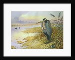 Grey Heron by Carl Donner