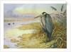 Grey Heron by Carl Donner