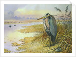 Grey Heron by Carl Donner