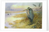 Grey Heron by Carl Donner