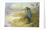Grey Heron by Carl Donner