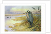 Grey Heron by Carl Donner