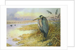 Grey Heron by Carl Donner