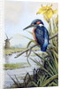 Kingfisher with Flag Iris and Windmill by Carl Donner