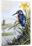 Kingfisher with Flag Iris and Windmill by Carl Donner