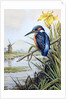 Kingfisher with Flag Iris and Windmill by Carl Donner