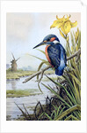 Kingfisher with Flag Iris and Windmill by Carl Donner