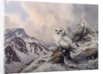Pair of Snowy Owls in the Snowy Mountains, Australia by Carl Donner