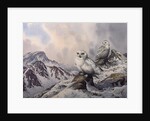 Pair of Snowy Owls in the Snowy Mountains, Australia by Carl Donner