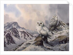 Pair of Snowy Owls in the Snowy Mountains, Australia by Carl Donner