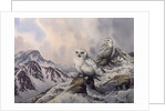 Pair of Snowy Owls in the Snowy Mountains, Australia by Carl Donner