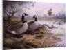 Geese: Canada by Carl Donner