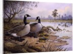 Geese: Canada by Carl Donner