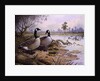 Geese: Canada by Carl Donner