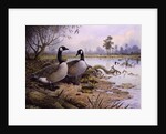 Geese: Canada by Carl Donner