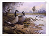 Geese: Canada by Carl Donner
