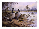 Geese: Canada by Carl Donner