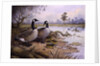 Geese: Canada by Carl Donner