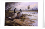 Geese: Canada by Carl Donner