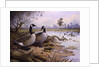 Geese: Canada by Carl Donner