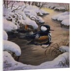 Hooded Mergansers on a Pool by Carl Donner