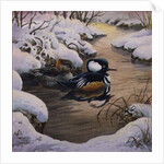 Hooded Mergansers on a Pool by Carl Donner