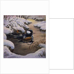 Hooded Mergansers on a Pool by Carl Donner