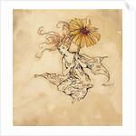 Daisy Fairy by Arthur Rackham