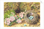 Bird's nest and blossom by John Sherrin