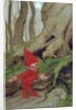 A Gnome by Tree Roots, 1928 by Arthur Rackham