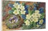 Primroses and a bird's nest by Thomas Frederick Collier
