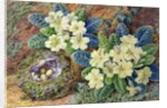 Primroses and a bird's nest by Thomas Frederick Collier