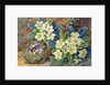 Primroses and a bird's nest by Thomas Frederick Collier