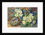 Primroses and a bird's nest by Thomas Frederick Collier