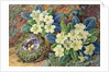 Primroses and a bird's nest by Thomas Frederick Collier