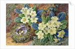 Primroses and a bird's nest by Thomas Frederick Collier