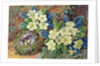Primroses and a bird's nest by Thomas Frederick Collier