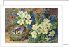 Primroses and a bird's nest by Thomas Frederick Collier