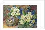 Primroses and a bird's nest by Thomas Frederick Collier