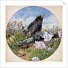 Blackbird, 1864 by Harrison William Weir